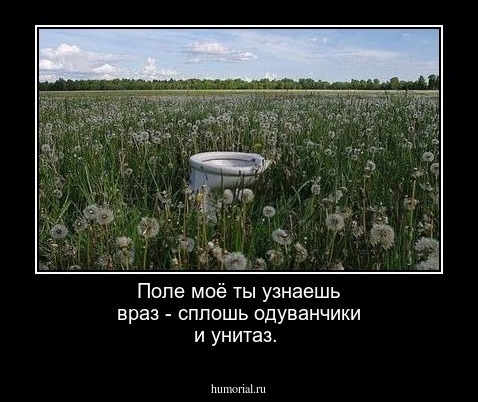 Поле моё ты узнаешь враз - сплошь одуванчики и унитаз.