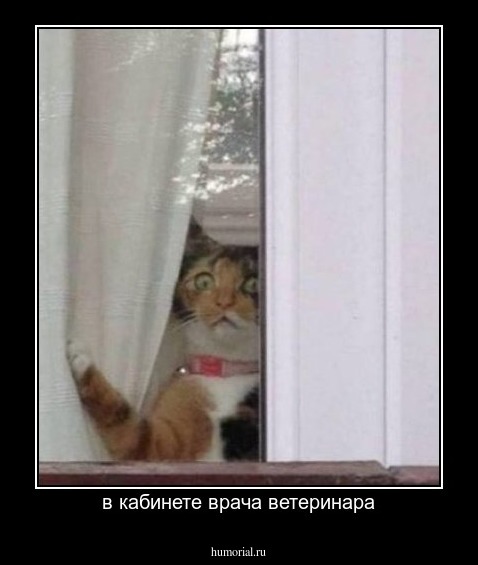 в кабинете врача ветеринара