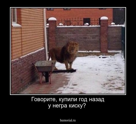 Говорите, купили год назад у негра киску? 