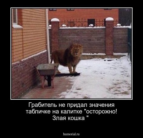 Грабитель не придал значения табличке на калитке "осторожно! Злая кошка "