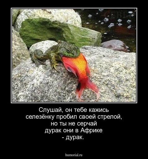 Слушай, он тебе кажись селезёнку пробил своей стрелой, но ты не серчай дурак они в Африке - дурак.