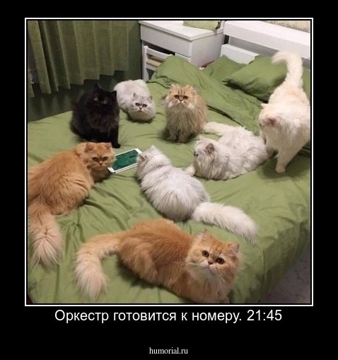 Оркестр готовится к номеру. 21:45