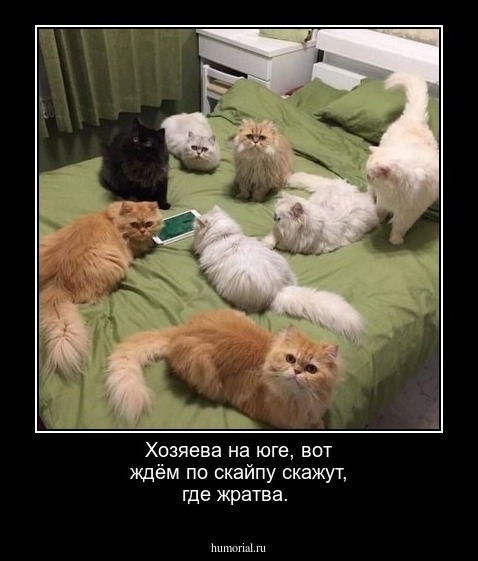 Хозяева на юге, вот ждём по скайпу скажут, где жратва.  