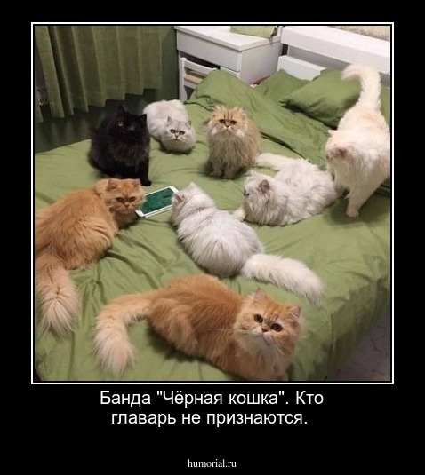 Банда  "Чёрная  кошка". Кто главарь  не признаются.