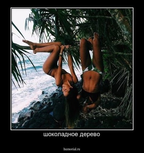 шоколадное дерево