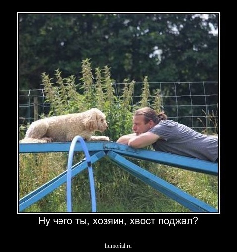 Ну чего ты, хозяин, хвост поджал?