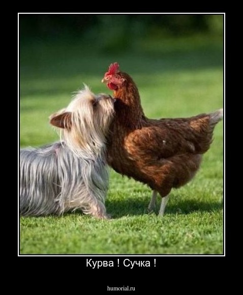 Курва ! Сучка !