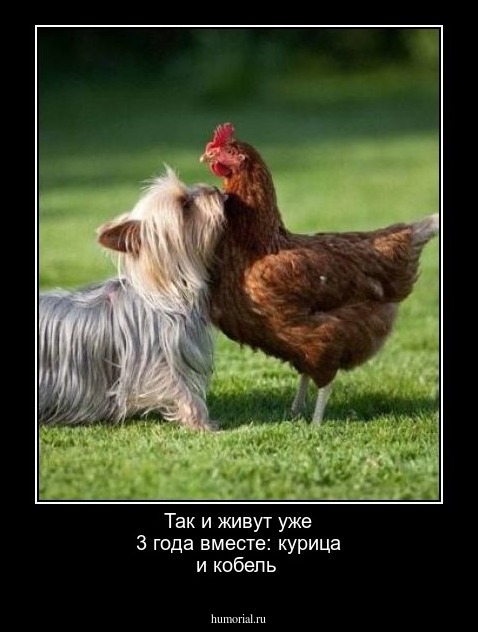 Так и живут уже 3 года вместе: курица и кобель 