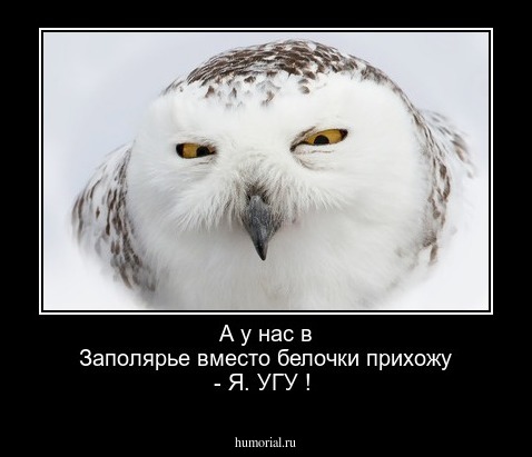 А у нас в Заполярье вместо белочки прихожу - Я. УГУ !