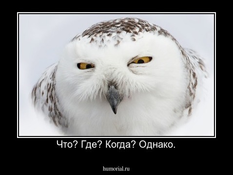 Что? Где? Когда? Однако.
