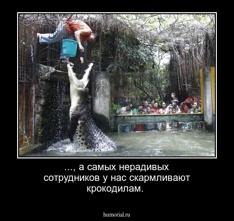 ..., а самых нерадивых сотрудников у нас скармливают крокодилам.