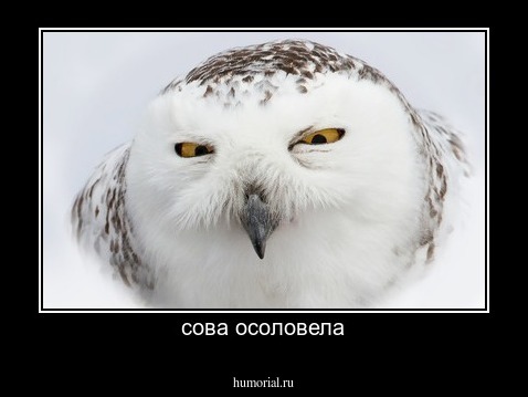 сова осоловела