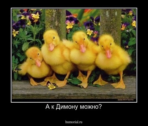 А к Димону можно?