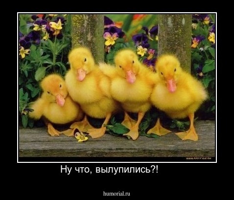 Ну что, вылупились?!     