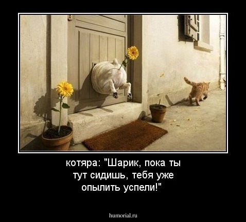 котяра: "Шарик, пока ты тут сидишь, тебя уже опылить успели!"
