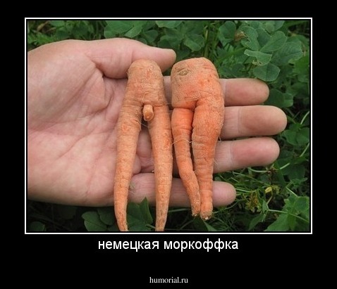 немецкая моркоффка