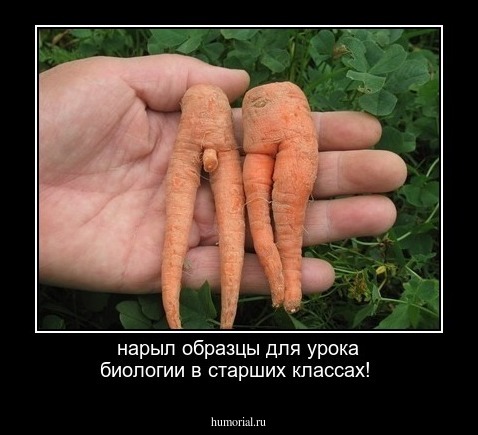 нарыл образцы для урока биологии в старших классах!