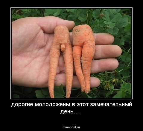 дорогие молодожены,в этот замечательный день....