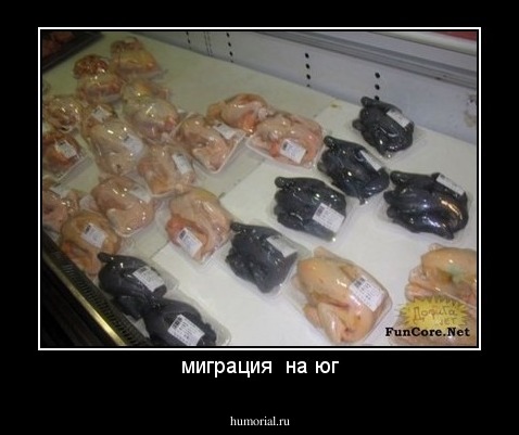 миграция  на юг