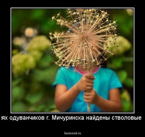 В стеблях одуванчиков г. Мичуринска найдены стволовые клетки!.
