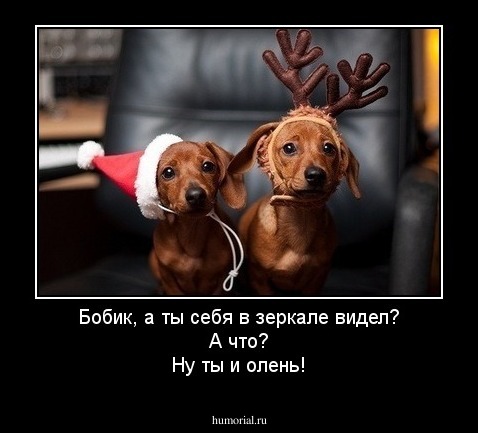 Бобик, а ты себя в зеркале видел?
А что?
Ну ты и олень!
