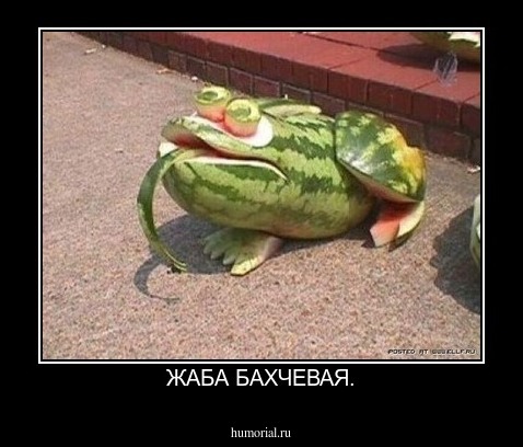 ЖАБА БАХЧЕВАЯ.