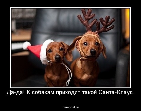 Да-да! К собакам приходит такой Санта-Клаус.