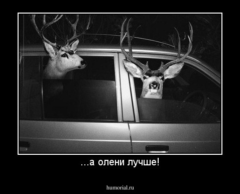 ...а олени лучше!