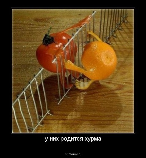 у них родится хурма