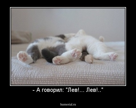 - А говорил: "Лев!... Лев!.."