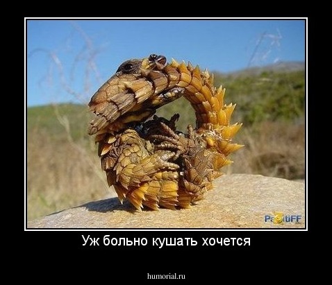 Уж больно кушать хочется