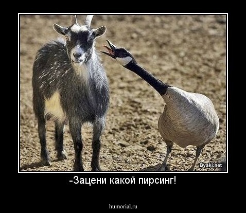 -Зацени какой пирсинг!