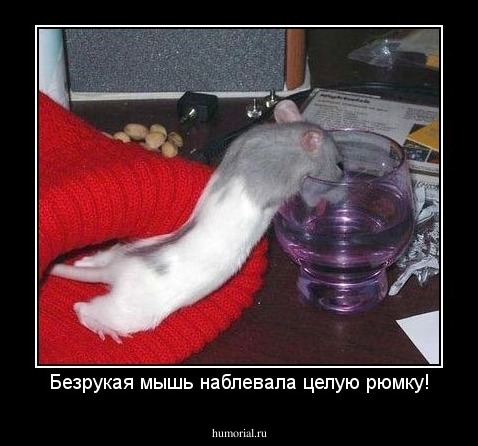 Безрукая мышь наблевала целую рюмку!