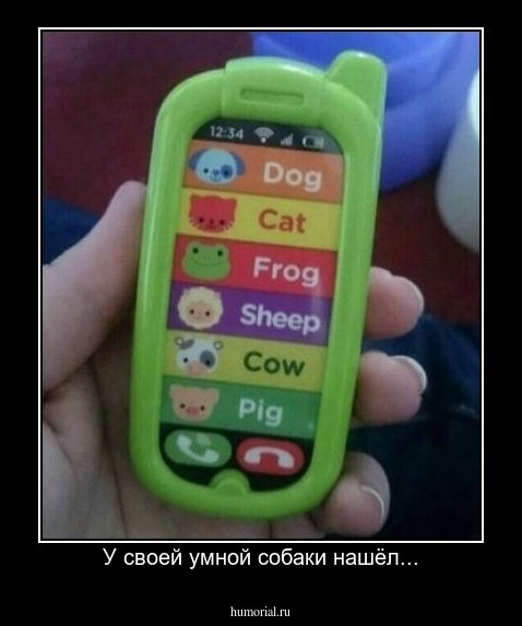 У своей умной собаки нашёл...