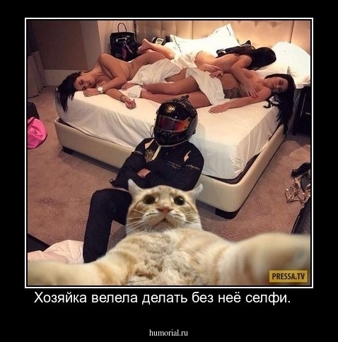 Хозяйка велела делать без неё селфи.   