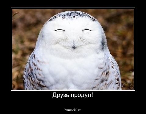Друзь продул!