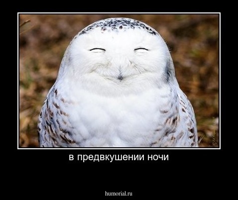 в предвкушении ночи
