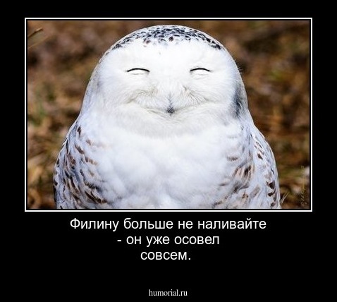 Филину больше не наливайте - он уже осовел совсем.