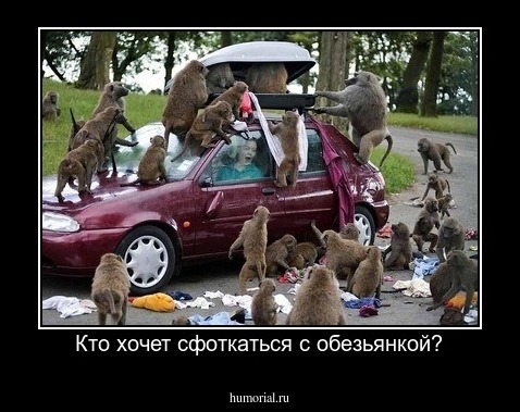Кто хочет сфоткаться с обезьянкой?