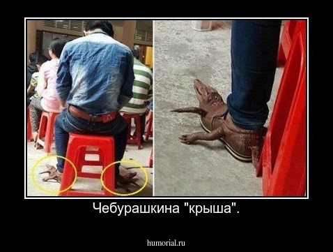 Чебурашкина "крыша".