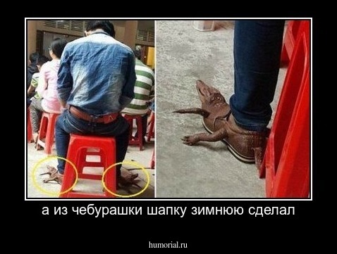 а из чебурашки шапку зимнюю сделал