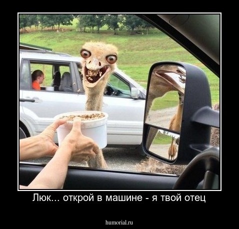 Люк... открой в машине - я твой отец
