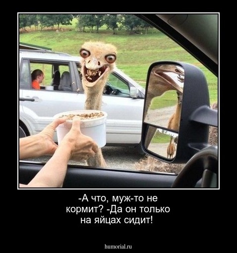 -А что, муж-то не кормит?
-Да он только на яйцах сидит!