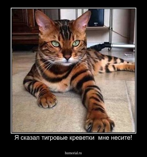 Я сказал тигровые креветки  мне несите!
