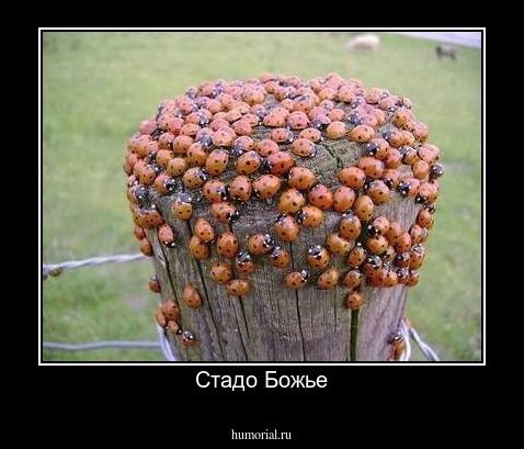 Стадо Божье