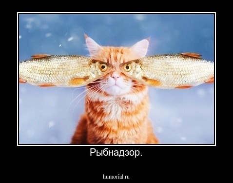 Рыбнадзор.