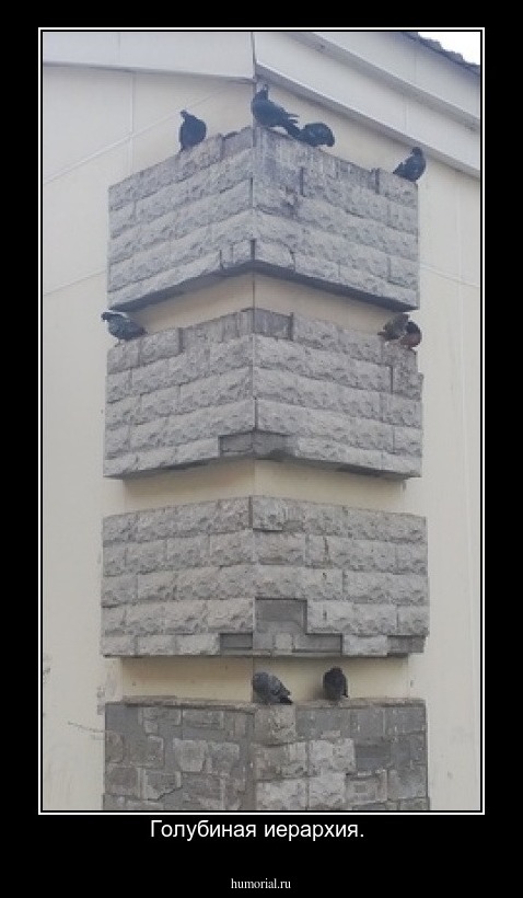Голубиная иерархия. 