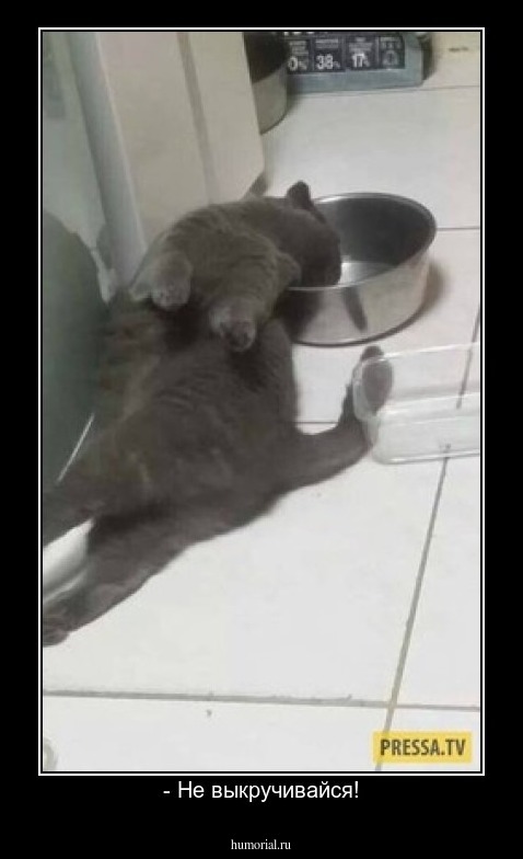 - Не выкручивайся!