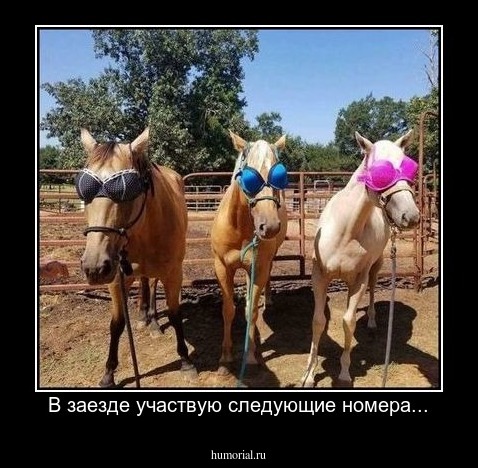 В заезде участвую следующие номера...