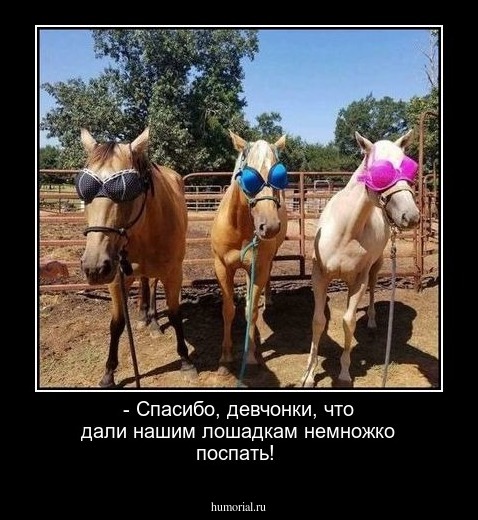 - Спасибо, девчонки, что дали нашим лошадкам немножко поспать!